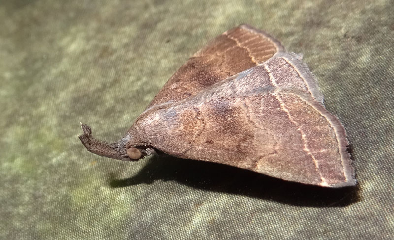 Pechipogo plumigeralis - Erebidae